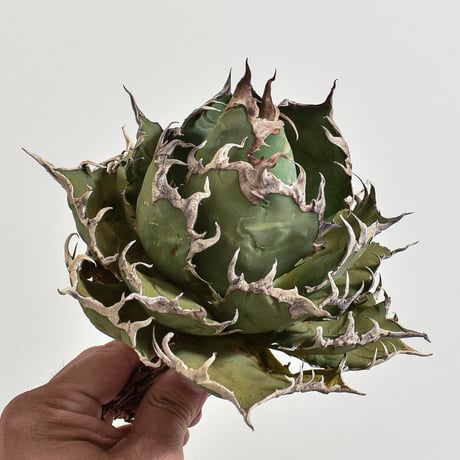アガベ チタノタ シーザー / 精品凱撒 【台湾 dragon agave産/大株/抜き苗】DGC2408309(T)
