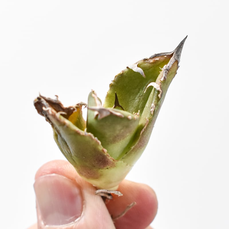 アガベ チタノタ 