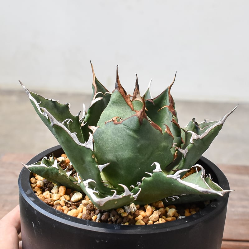 【現品】 【鉢セット】アガベ チタノタ オテロイ ロウルサンコ 中株 良血統 現品】 【鉢セット】アガベ チタノタ オテロイ ロウルサンコ 中