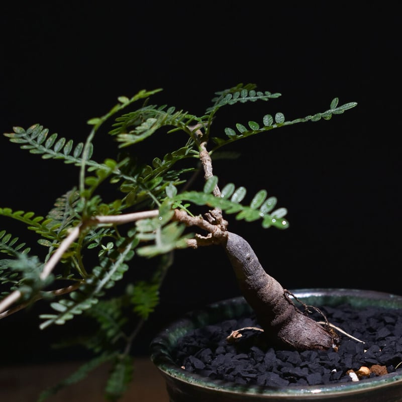 専用　 オペルクリカリア ヒファエノイデス コレクション株　鉢込み オペルクリカリア ヒファエノイデス | GREEN LUCK