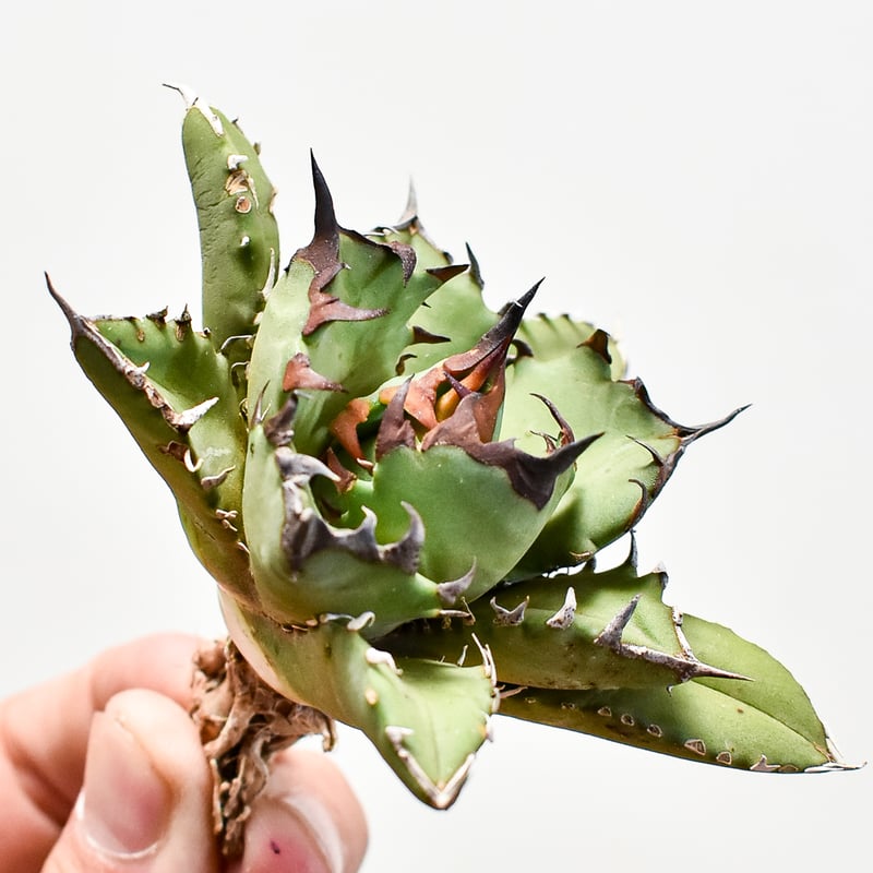 アガベ チタノタ 姫厳龍 ドワーフ SAD シーザー ハデス agave titanota