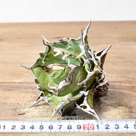 アガベ チタノタ "精品ハデス" / 精品黒帝斯、精品恐竜牙歯 【台湾 dragon agave産/中株/抜き苗】RF25011700