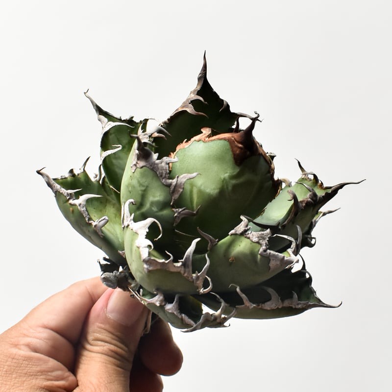 【プレステラ150】　悪魔的シーザー　大株 地植えの大株シーザーは貫禄があってカッコええです😊 仔株1株のみ4000