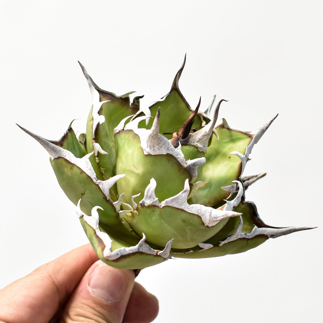 アガベ チタノタ 