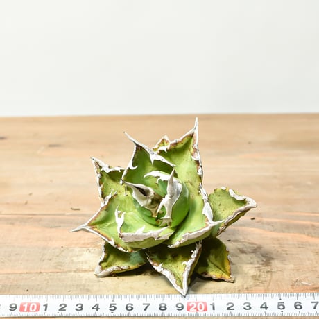 アガベ チタノタ 精品ホワイトファイヤー / 精品白炎, 精品白火焔 【台湾 dragon agave産/抜き苗/中株】B73