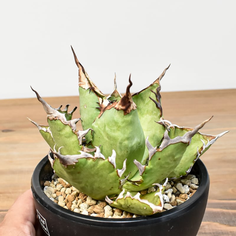 agave titanota cheater 猟豹 agave titanota cheater 猟豹 RAFLUMコレクション】アガベ チタノタ