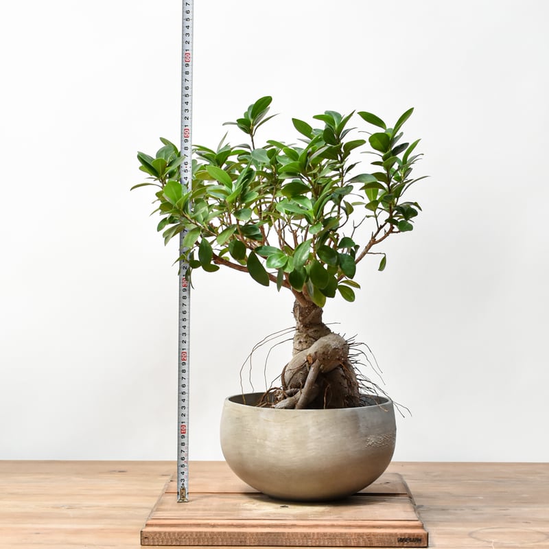 ガジュマル RAFLUMコレクション】フィカス ミクロカルパ 