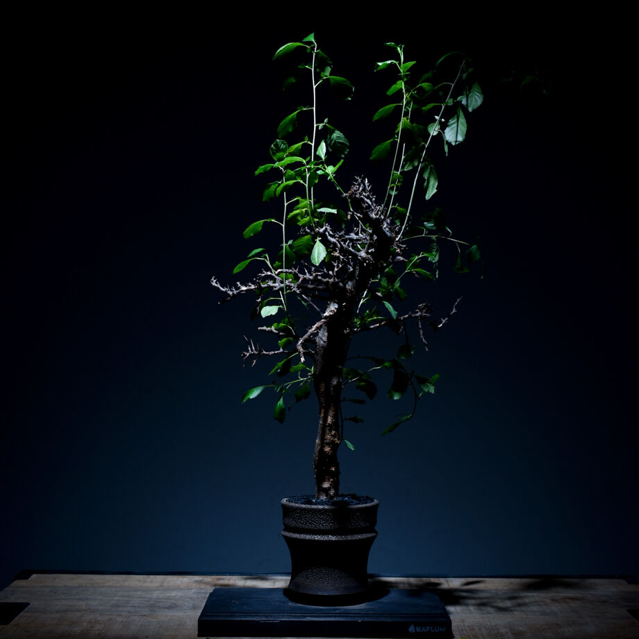 bon25です コミフォラ エミニー fit=scale-down,w=1200