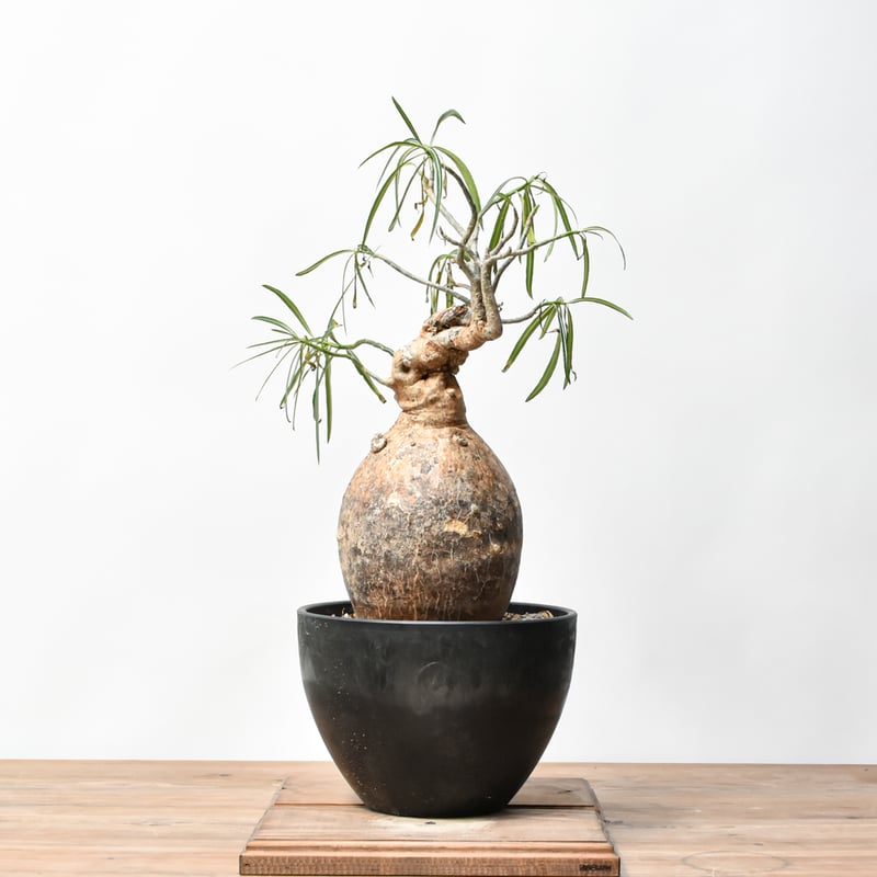 RAFLUMコレクション】アデニウム ソマレンセ HK25010015 | RAFLUM /