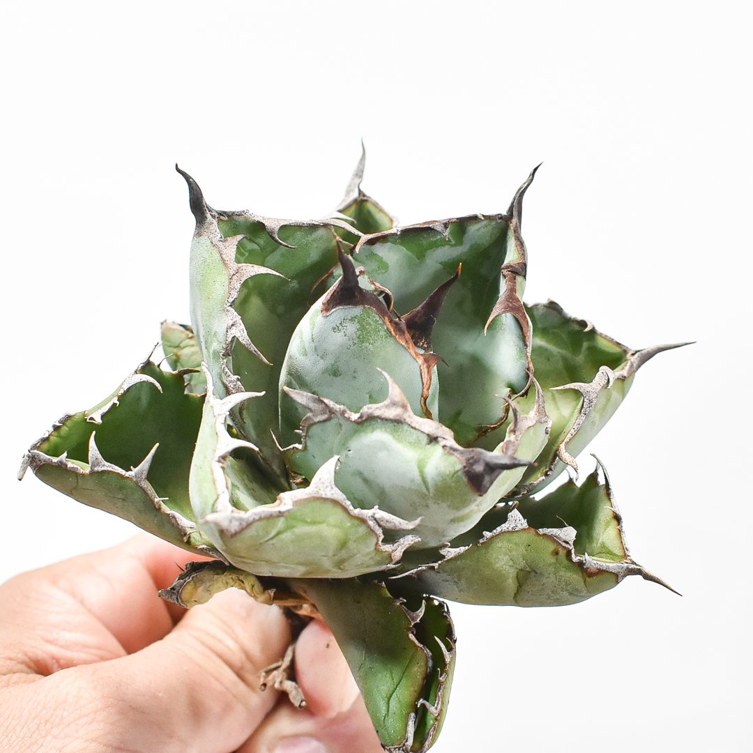 アガベ チタノタ ブラックアンドブルー 龍球會産 BB 大株 2️⃣ アガベ チタノタ ブラックアンドブルー Agave titanota Black