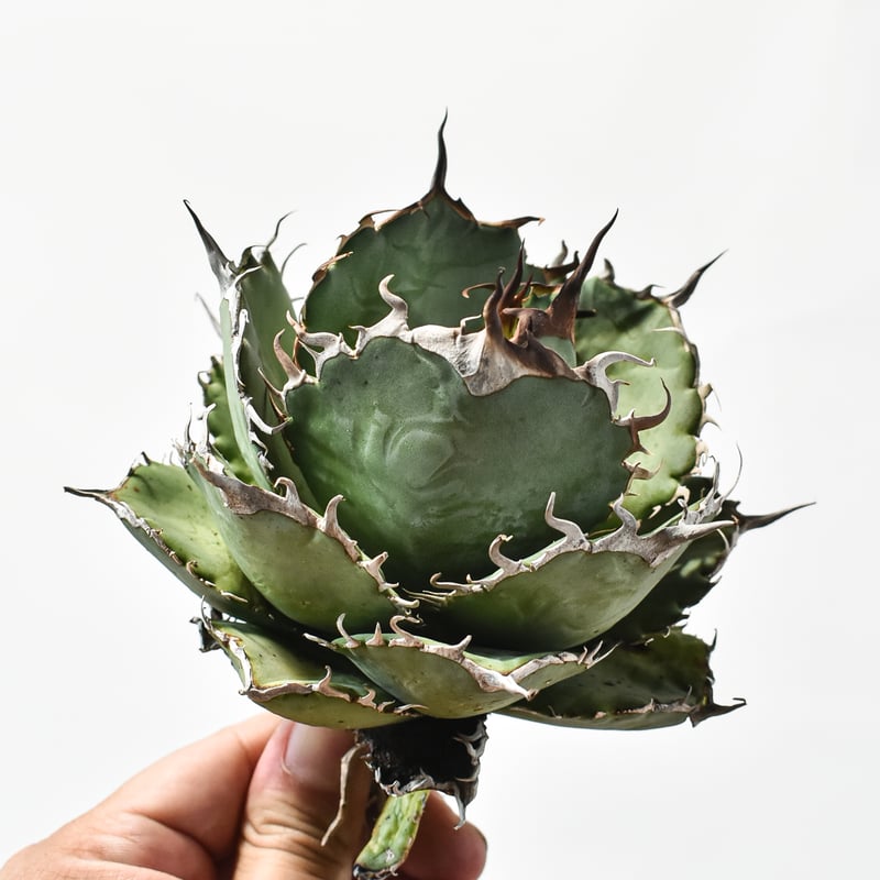 アガベ　オテロイ　実生 国内実生最高峰】アガベ オテロイ【OSPセレクト株 / 抜き苗 / 実生】21