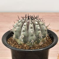 オペルクリカリア パキプス 代表Decoコレクション株（発根済み