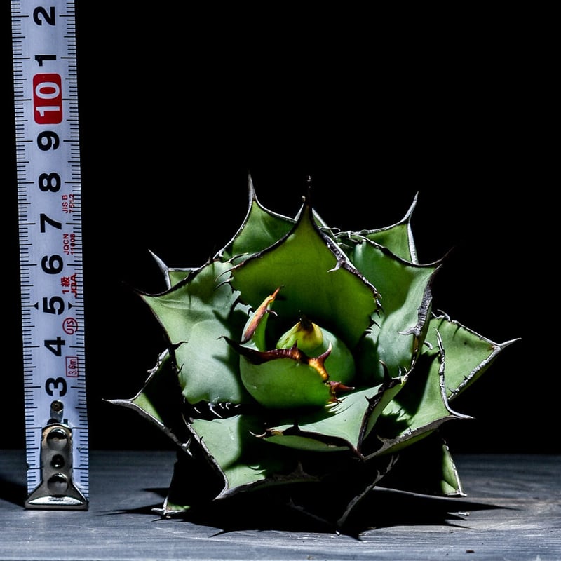 アガベ チタノタ 熊猫 パンダ MASSES TYPE-5 STEEL Sサイズ アガベ チタノタ 熊猫 パンダ 多肉植物 小さな庭の管理人 通販