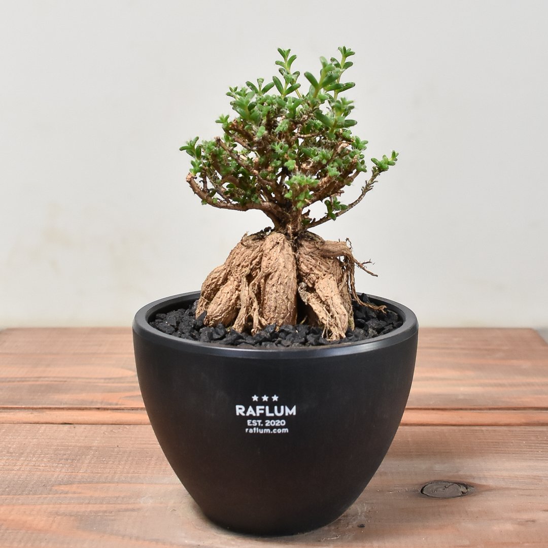 トリコディアデマ ブルボスム 