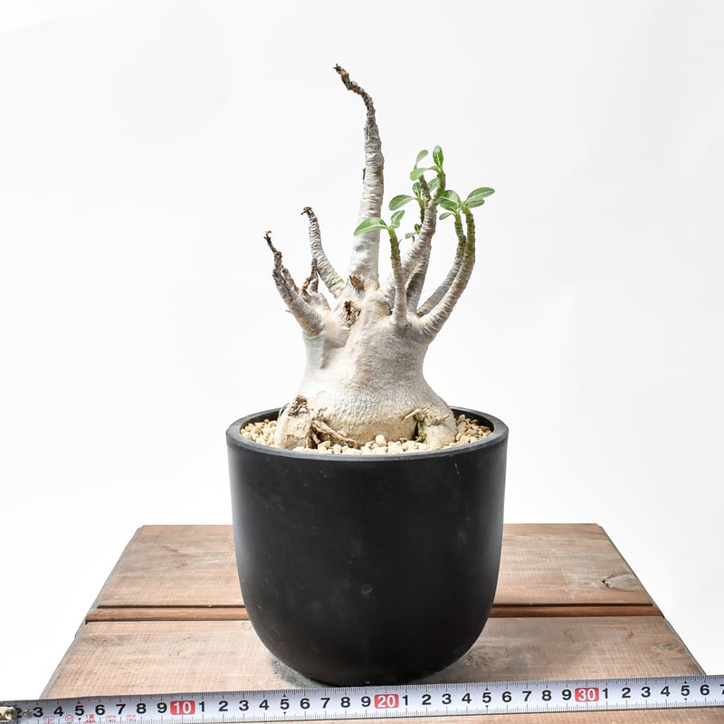 アデニウム アラビカム【発根済み】GM2400639(T) | RAFLUM / ラフラム