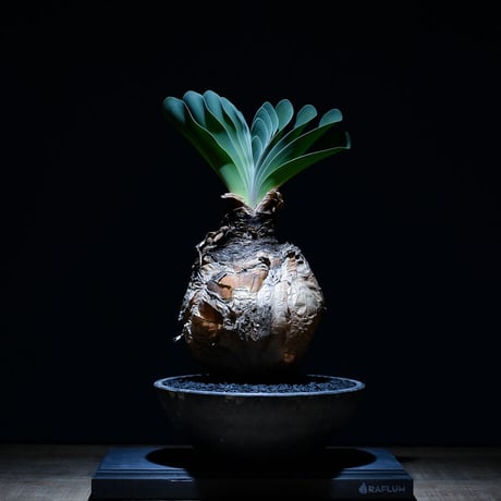 CATEGORY ハエマンソイデス | RAFLUM / ラフラム｜東京、大阪の