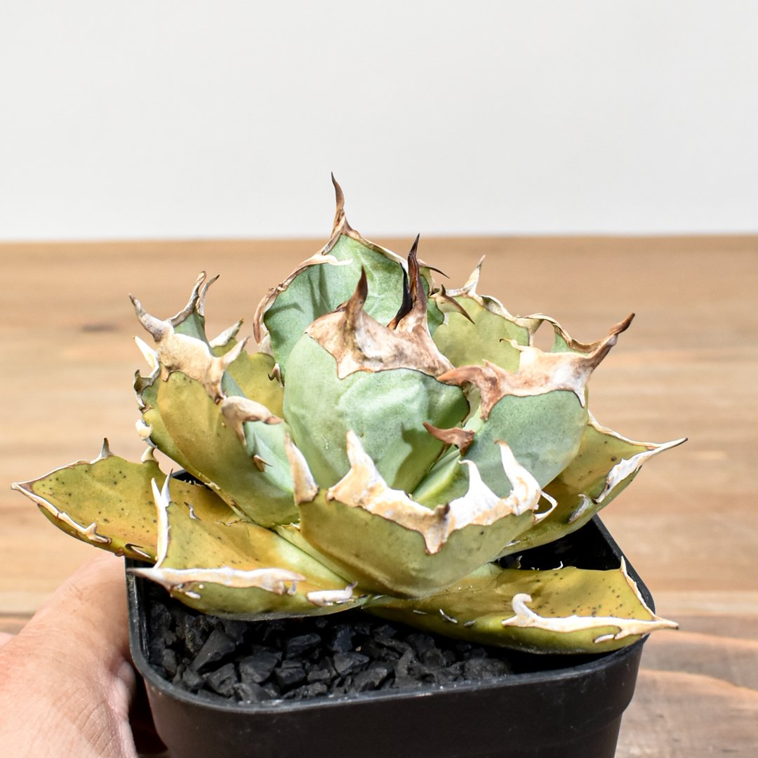 アガベ　鬼爪中株　アガベ　ピカチュウ アガベ チタノタ 