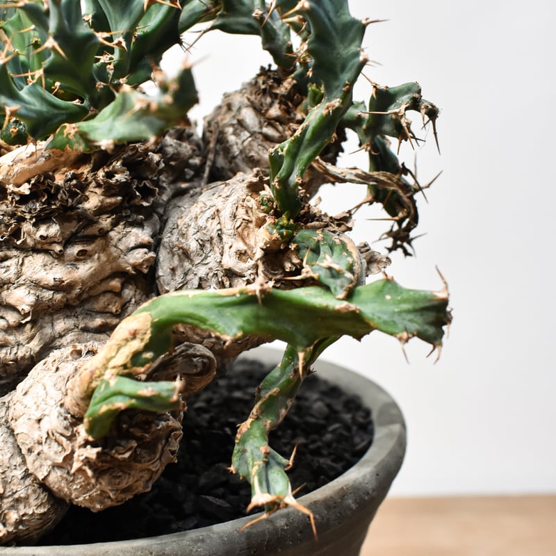 ユーフォルビア クラビゲラ 