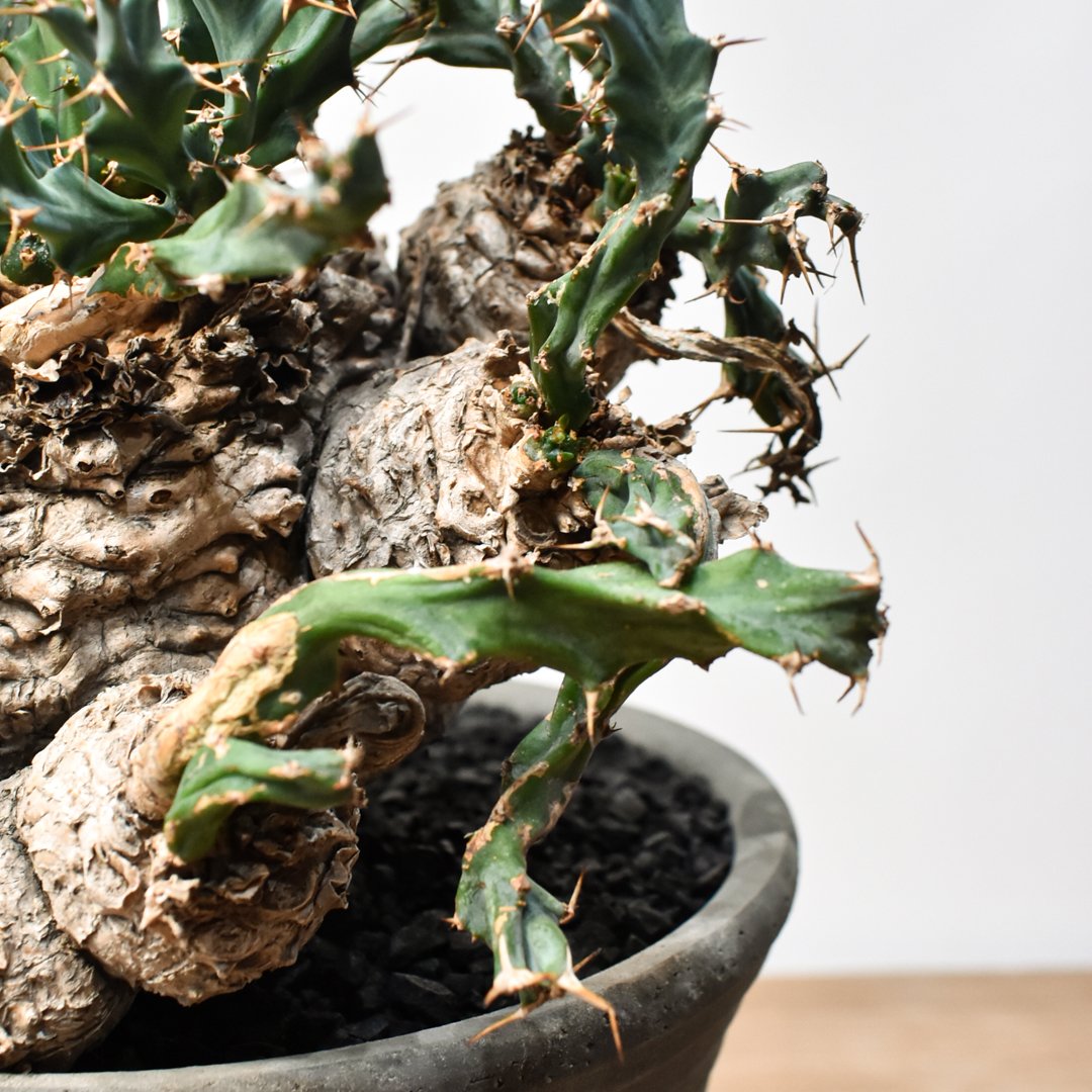 ユーフォルビア クラビゲラ 