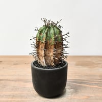 コピアポア グリセオビオラセア 