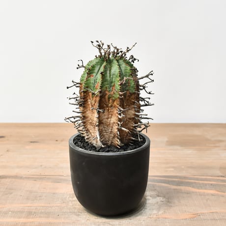 ユーフォルビア オベサ イタリア産 3点セットEuphorbia obesa Obesa