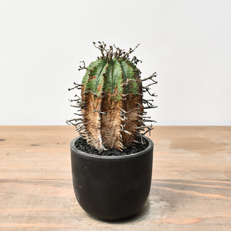 ユーフォルビア オールドスーパーバリダ 