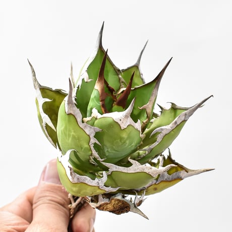 アガベ チタノタ  DENNIS ホリダ×鬼爪（026） "霍利達x嚴龍" 【台湾DENNIS産/抜き苗/中株】E DN25010036(T)