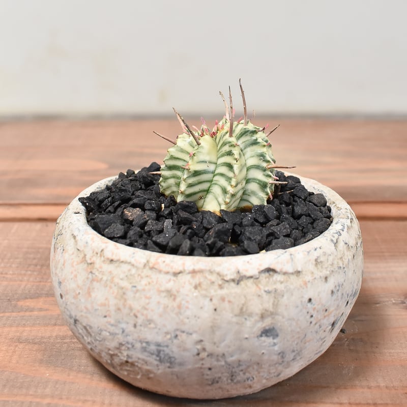 大株 大群生 ユーフォルビア メロフォルミス錦 Euphorbia meloformis f. variegata ユーフォルビア