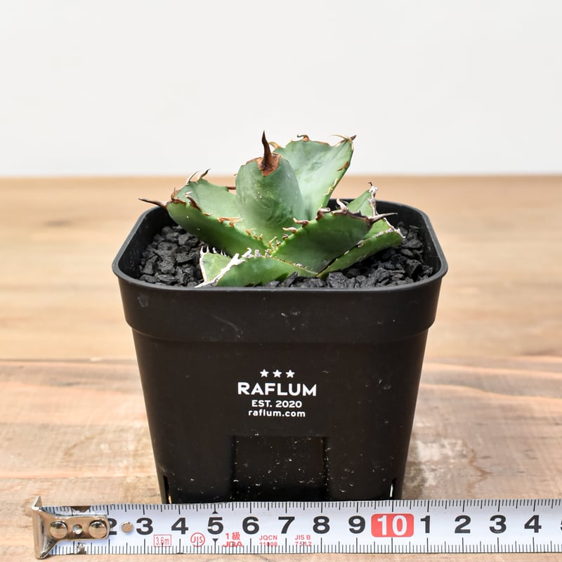 goodtaniku】アガベ チタノタ 超人気シャチ/虎鯨 台湾TC馴化済 【公式