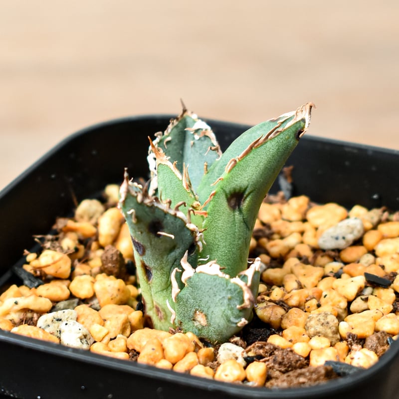 アガベ チタノタ 