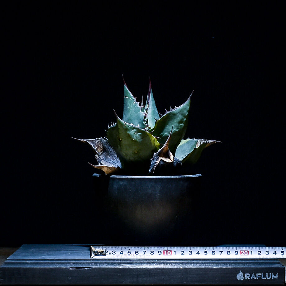 アガベ　シースター　子株 fit=scale-down,w=1200