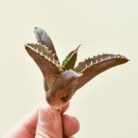 アガベ緋紅牡丹 | STORES