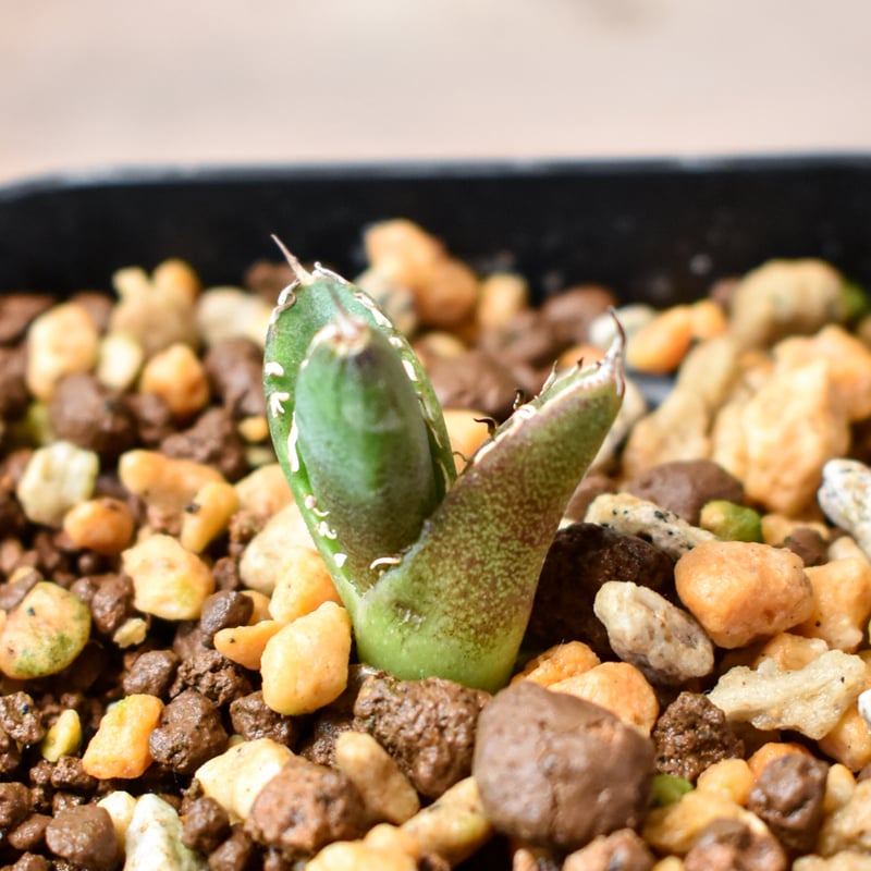 アガベ チタノタ 