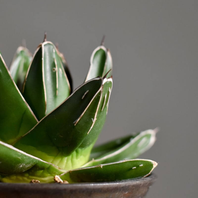 アガベ 笹の雪 ドワーフ【当店イチ押し！！気品あふれる美しさ