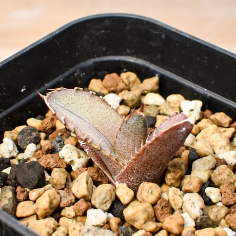 【RAFLUM育成株 5個セット】アガベ Mexico oteroi seeding / オテロイ実生 メキシコ産  【RAFLUM産/実生/子株】F