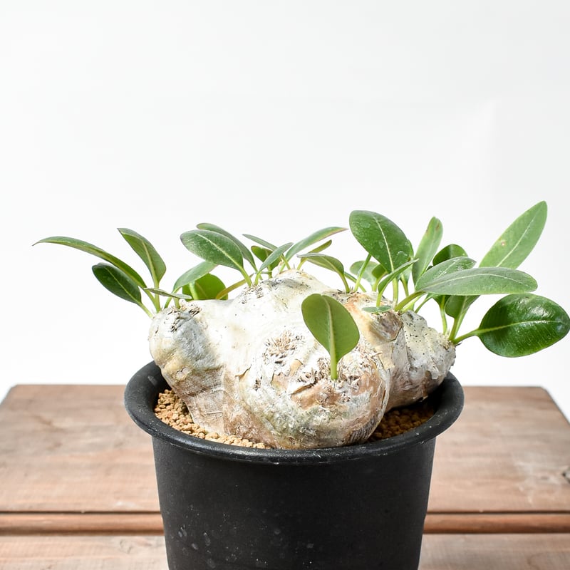 パキポディウム ブレビカウレ 