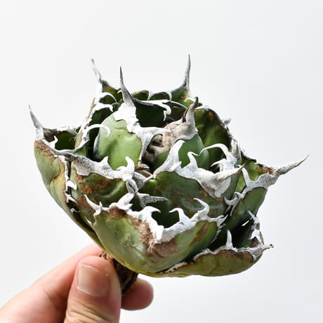 チタノタ白鯨 | STORES