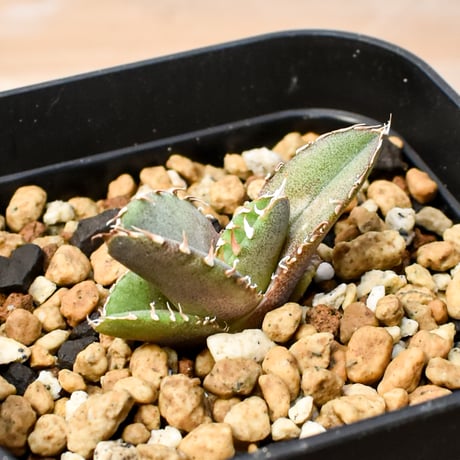 【RAFLUM育成株 5個セット】アガベ Mexico oteroi seeding / オテロイ実生 メキシコ産  【RAFLUM産/実生/子株】F
