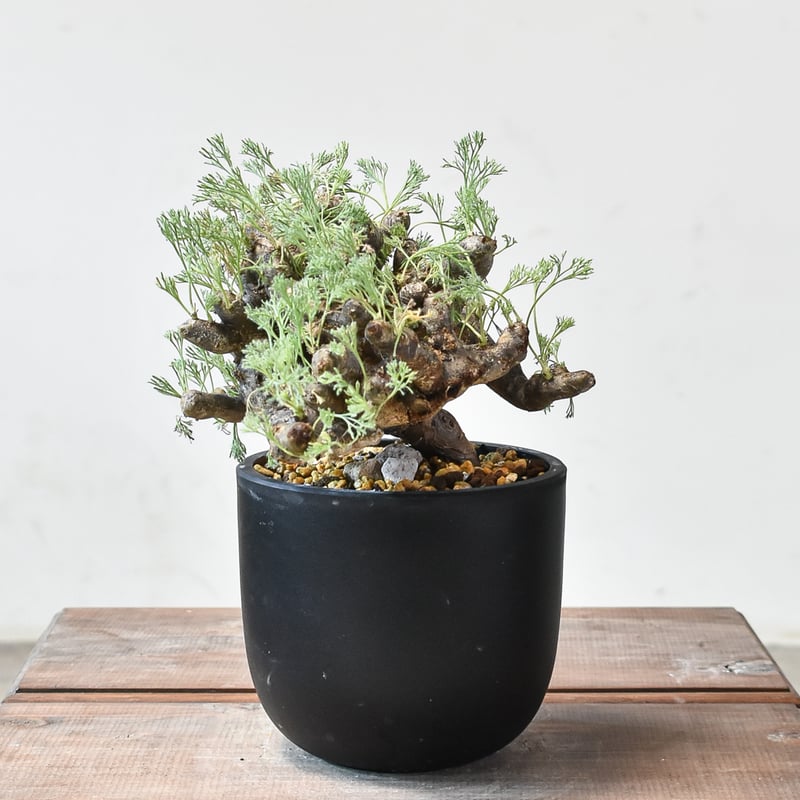 サルコカウロン ムルチフィズム 【発根済み】HK2409037 | RAFLUM