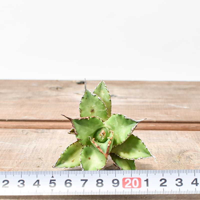 アガベ チタノタ ゼウス 