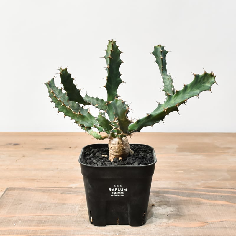 ユーフォルビア クラビゲラ【実生】 RFHK25011506 | RAFLUM / ラフラム