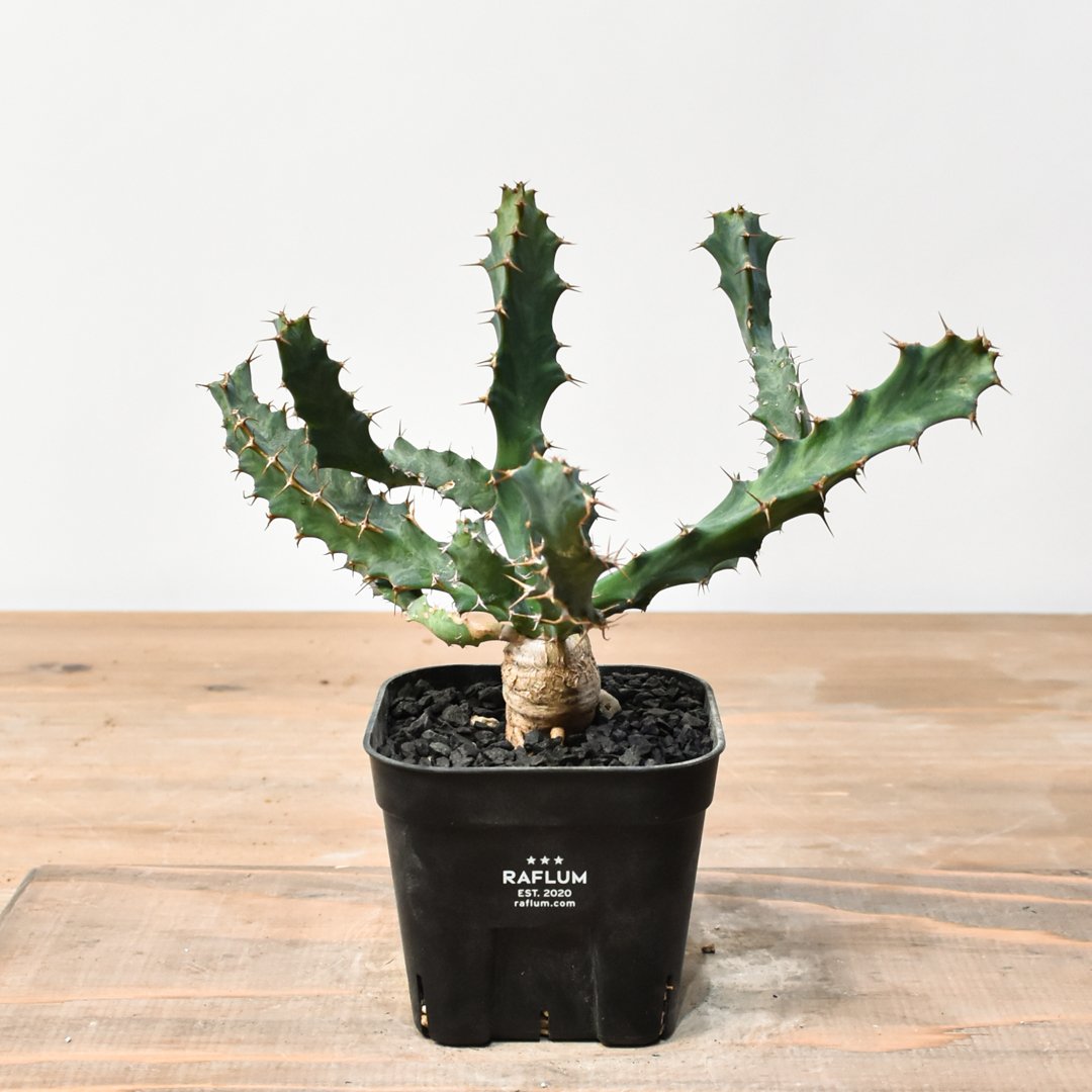 ユーフォルビア クラビゲラ【実生】 RFHK25011506 | RAFLUM / ラフラム