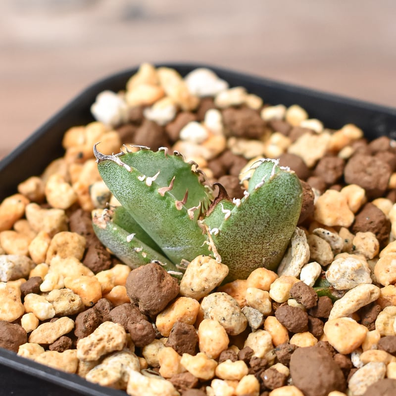 アガベ　皇冠　子株5株付き　シーハオ アガベ 皇冠 子株5株付き シーハオ CATEGORY アガベ チタノタ 皇冠