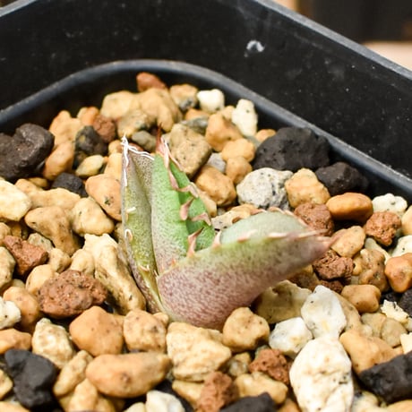 【RAFLUM育成株 5個セット】アガベ Mexico oteroi seeding / オテロイ実生 メキシコ産  【RAFLUM産/実生/子株】E