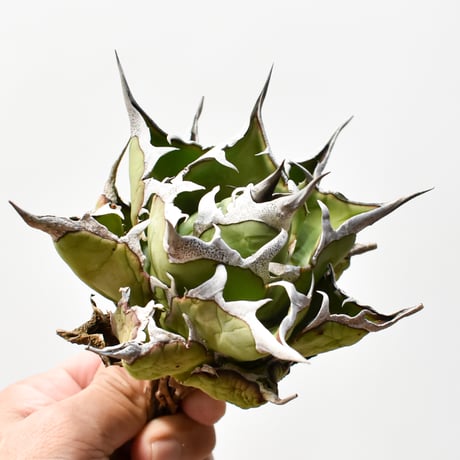 ハデス　恐竜牙歯　子株　コンパクト血統 ハデス 恐竜牙歯 子株 コンパクト血統