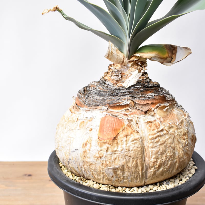 ブーファン ハエマンソイデス 