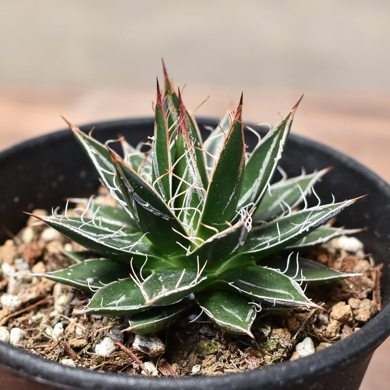 アガベ パライシ イイコレ③『イイモノコレクション21年夏』 | 輸入植物・希少