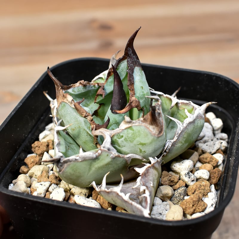 アガベブラック&ブルーBB特選株