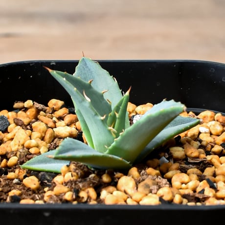 CATEGORY アガベ | RAFLUM / ラフラム｜東京、大阪の塊根植物