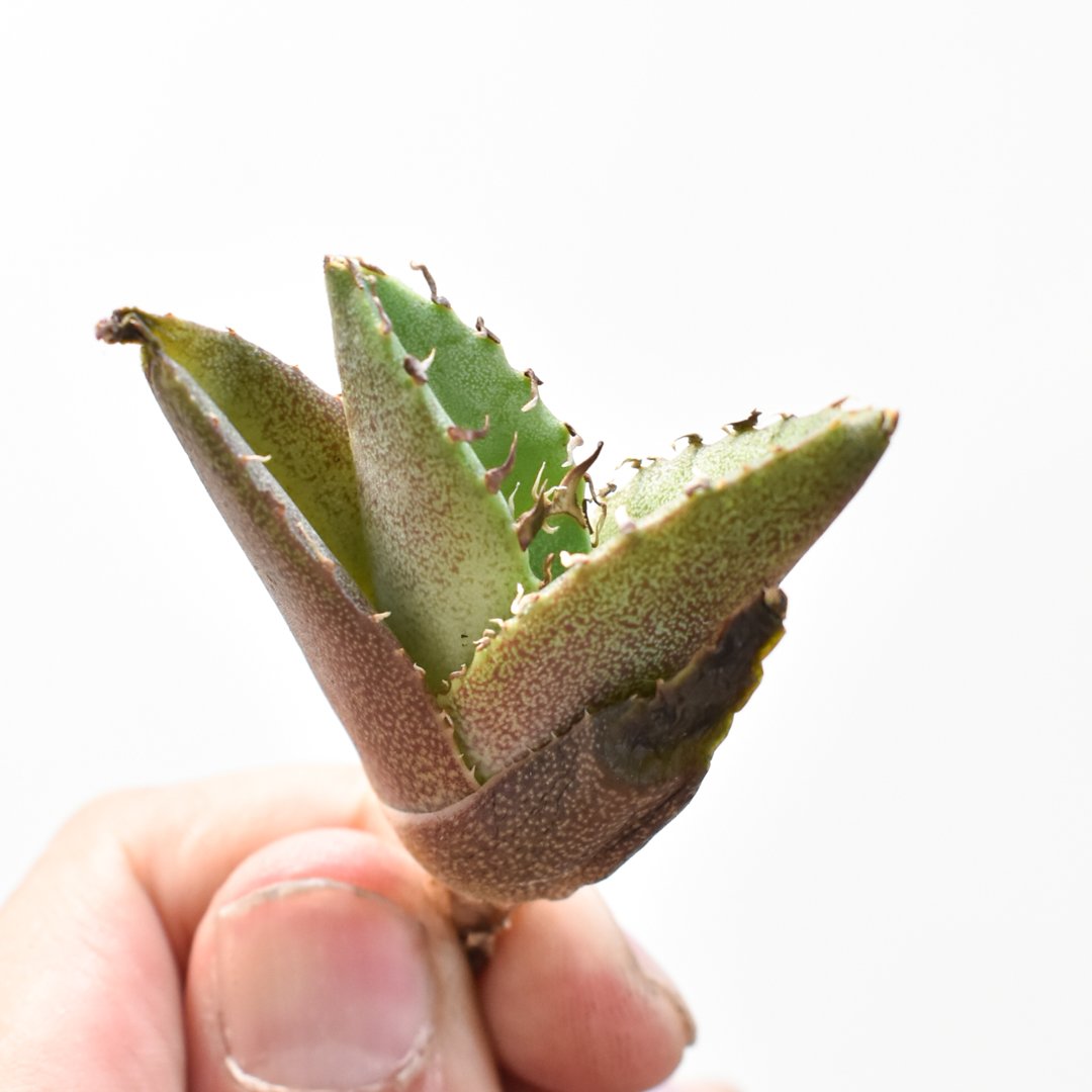 アガベ チタノタ 